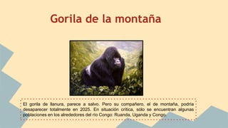 Gorila de la montaña
El gorila de llanura, parece a salvo. Pero su compañero, el de montaña, podría
desaparecer totalmente en 2025. En situación crítica, sólo se encuentran algunas
poblaciones en los alrededores del río Congo: Ruanda, Uganda y Congo.
 
