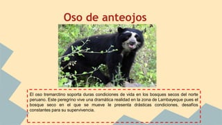 Oso de anteojos
El oso tremarctino soporta duras condiciones de vida en los bosques secos del norte
peruano. Este peregrino vive una dramática realidad en la zona de Lambayeque pues el
bosque seco en el que se mueve le presenta drásticas condiciones, desafíos
constantes para su supervivencia.
 