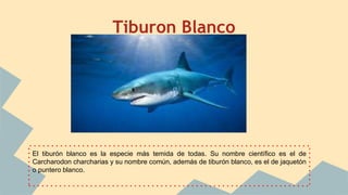 Tiburon Blanco
El tiburón blanco es la especie más temida de todas. Su nombre científico es el de
Carcharodon charcharias y su nombre común, además de tiburón blanco, es el de jaquetón
o puntero blanco.
 