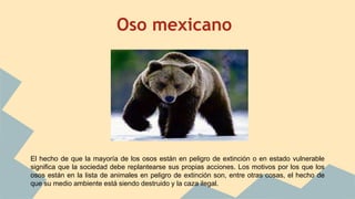 Oso mexicano
El hecho de que la mayoría de los osos están en peligro de extinción o en estado vulnerable
significa que la sociedad debe replantearse sus propias acciones. Los motivos por los que los
osos están en la lista de animales en peligro de extinción son, entre otras cosas, el hecho de
que su medio ambiente está siendo destruido y la caza ilegal.
 
