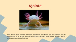 Ajolote
Una de las más curiosas especies endémicas de México por su parecido con la
salamandra es el ajolote. Aunque su nombre científico hace alusión a dicho anfibio,
ambos son animales diferentes.
 
