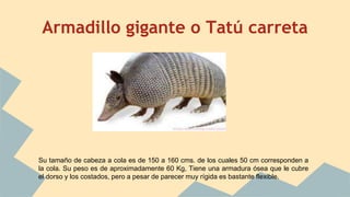 Armadillo gigante o Tatú carreta
Su tamaño de cabeza a cola es de 150 a 160 cms. de los cuales 50 cm corresponden a
la cola. Su peso es de aproximadamente 60 Kg, Tiene una armadura ósea que le cubre
el dorso y los costados, pero a pesar de parecer muy rígida es bastante flexible.
 
