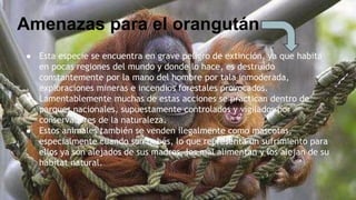 ● Esta especie se encuentra en grave peligro de extinción, ya que habita
en pocas regiones del mundo y donde lo hace, es destruido
constantemente por la mano del hombre por tala inmoderada,
exploraciones mineras e incendios forestales provocados.
● Lamentablemente muchas de estas acciones se practican dentro de
parques nacionales, supuestamente controlados y vigilados por
conservadores de la naturaleza.
● Estos animales también se venden ilegalmente como mascotas,
especialmente cuando son bebés, lo que representa un sufrimiento para
ellos ya son alejados de sus madres, los mal alimentan y los alejan de su
hábitat natural.
Amenazas para el orangután
 