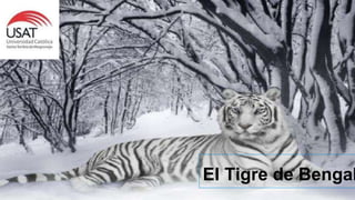 El Tigre de Bengal
 