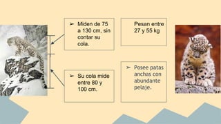➢ Posee patas
anchas con
abundante
pelaje.
➢ Pesan entre
27 y 55 kg.
➢ Miden de 75
a 130 cm, sin
contar su
cola.
➢ Su cola mide
entre 80 y
100 cm.
 