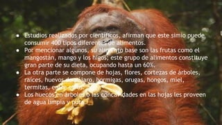 ● Estudios realizados por científicos, afirman que este simio puede
consumir 400 tipos diferentes de alimentos.
● Por mencionar algunos, su alimento base son las frutas como el
mangostán, mango y los higos; este grupo de alimentos constituye
gran parte de su dieta, ocupando hasta un 60%.
● La otra parte se compone de hojas, flores, cortezas de árboles,
raíces, huevos de pájaro, hormigas, orugas, hongos, miel,
termitas, entre otros.
● Los huecos en árboles o las concavidades en las hojas les proveen
de agua limpia y pura.
 