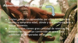 ● Existen conductas aprendidas por ellos donde se les
enseña a temprana edad, dónde y qué momento salir a
buscar alimento.
● Estos animales tienen gran cantidad de reservas de
alimento en su cuerpo convertido en grasa para
sobrevivir en temporadas de escasez.
Alimentación del orangután
 