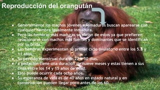 ● Generalmente los machos jóvenes e inmaduros buscan aparearse con
cualquier hembra igualmente inmadura.
● Pero las hembras más maduras se alejan de estos ya que prefieren
relacionarse con machos más fuertes y dominantes que se identifican
por su brida.
● Las hembras experimentan su primer ciclo ovulatorio entre los 5.8 y
11 años.
● Su período menstrual dura de 22 a 30 días.
● a gestación tiene una duración de nueve meses y estas tienen a sus
crías entre los 14 y 15 años de edad.
● Esto puede ocurrir cada ocho años.
● Su esperanza de vida es de 40 años en estado natural y en
conservación pueden llegar poco antes de los 60.
Reproducción del orangután
 