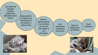 Viven
solitarios
Usan su
pelaje para
camuflarse
Son
poderosos
cazadores
nocturnos.
Marcan
agresivament
e su territorio
con su olor
para alejar a
sus
enemigos.
Desempeñan
un papel muy
importante en
la tradición y
cultura india.
Los tigres de
bengala
también
pueden ser
llamados tigres
indios.
 