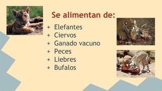 Se alimentan de:
+ Elefantes
+ Ciervos
+ Ganado vacuno
+ Peces
+ Liebres
+ Bufalos
 