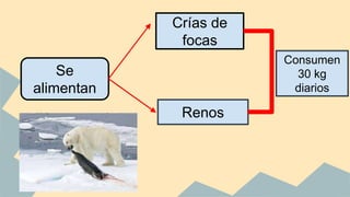 Se
alimentan
Crías de
focas
Renos
Consumen
30 kg
diarios
 