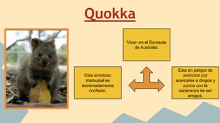 Quokka
Viven en el Suroeste
de Australia.
Este amistoso
marsupial es
estremadamente
confiado.
Esta en peligro de
extinción por
acercarse a dingos y
zorros con la
esperanza de ser
amigos.
 