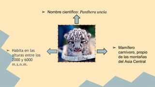➢ Habita en las
alturas entre los
2000 y 6000
m.s.n.m.
➢ Nombre científico: Panthera uncia
➢ Mamífero
carnívoro, propio
de las montañas
del Asia Central
 