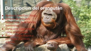 ● Nombre científico: Pongo.
● Género de primates
haplorrinos de la familia
hominidae.
● Conocidos vulgarmente
como orangutanes.
● Poseen largos brazos y
pelirrojos y a veces
marrón.
Descripción del orangután
 