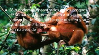 ● Sólo podemos encontrarlos en los bosques
de Sumatra y Borneo.debido a sus pantanos
y bosques de hoja ancha que ofrecen gran
cantidad de árboles .
● Son nativos de Malasia e Indonesia.
 