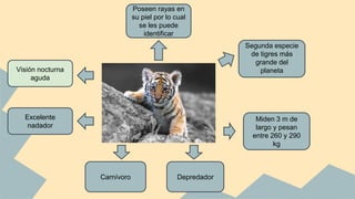 Segunda especie
de tigres más
grande del
planetaVisión nocturna
aguda
Excelente
nadador
Poseen rayas en
su piel por lo cual
se les puede
identificar
DepredadorCarnívoro
Miden 3 m de
largo y pesan
entre 260 y 290
kg
 