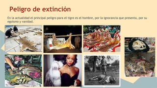 Peligro de extinción
En la actualidad el principal peligro para el tigre es el hombre, por la ignorancia que presenta, por su
egoísmo y vanidad.
 