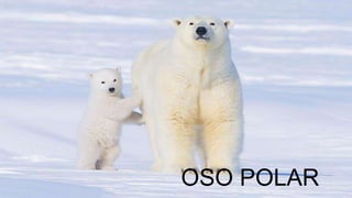 OSO POLAR
 