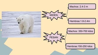 MIDEN:
PESAN:
Machos: 2.4-3 m
Hembras:1.8-2.4m
Machos: 350-700 kilos
Hembras:150-250 kilos
 