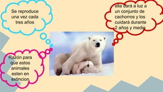 Se reproduce
una vez cada
tres años
Razón para
que estos
animales
esten en
extincion
ella dará a luz a
un conjunto de
cachorros y los
cuidará durante
2 años y medio
 