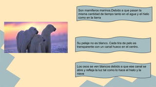 Son mamiferos marinos.Debido a que pasan la
misma cantidad de tiempo tanto en el agua y el hielo
como en la tierra
Su pelaje no es blanco. Cada tira de pelo es
transparente con un canal hueco en el centro.
Los osos se ven blancos debido a que ese canal se
abre y refleja la luz tal como lo hace el hielo y la
nieve
 