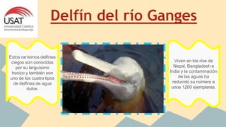 Delfín del río Ganges
Estos rarísimos delfines
ciegos son conocidos
por su larguísimo
hocico y también son
uno de los cuatro tipos
de delfines de agua
dulce.
Viven en los ríos de
Nepal, Bangladesh e
India y la contaminación
de las aguas ha
reducido su número a
unos 1200 ejemplares.
 