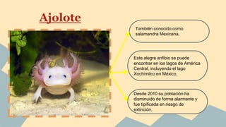 Ajolote
También conocido como
salamandra Mexicana.
Este alegre anfibio se puede
encontrar en los lagos de América
Central, incluyendo el lago
Xochimilco en México.
Desde 2010 su población ha
disminuido de forma alarmante y
fue tipificada en riesgo de
extinción.
 