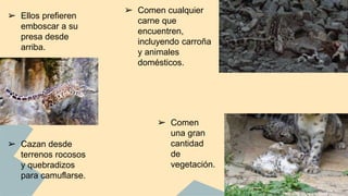 ➢ Comen cualquier
carne que
encuentren,
incluyendo carroña
y animales
domésticos.
➢ Comen
una gran
cantidad
de
vegetación.
➢ Ellos prefieren
emboscar a su
presa desde
arriba.
➢ Cazan desde
terrenos rocosos
y quebradizos
para camuflarse.
 