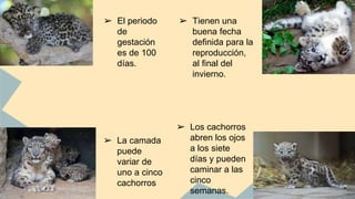 ➢ Tienen una
buena fecha
definida para la
reproducción,
al final del
invierno.
➢ El periodo
de
gestación
es de 100
días.
➢ La camada
puede
variar de
uno a cinco
cachorros
➢ Los cachorros
abren los ojos
a los siete
días y pueden
caminar a las
cinco
semanas.
 