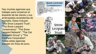 Hay muchas agencias que
trabajan para conservar el
leopardo de las nieves y sus
amenazados ecosistemas de
montaña. Estos incluyen
"The Snow Leopard Trust",
"The Snow Leopard
Conservancy", "The Snow
Leopard Network", "The Cat
Specialist Group" y "The
Panthera Corporation".
Todas estas agencias
trabajan sin fines de lucro.
 