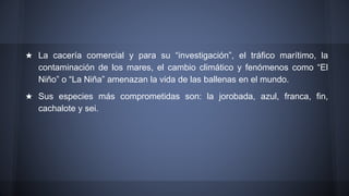 ★ La cacería comercial y para su “investigación”, el tráfico marítimo, la
contaminación de los mares, el cambio climático y fenómenos como “El
Niño” o “La Niña” amenazan la vida de las ballenas en el mundo.
★ Sus especies más comprometidas son: la jorobada, azul, franca, fin,
cachalote y sei.
 