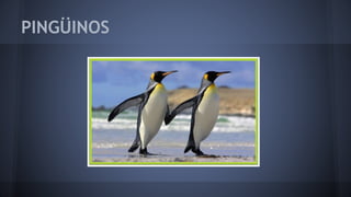 PINGÜINOS
 