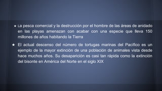 ★ La pesca comercial y la destrucción por el hombre de las áreas de anidado
en las playas amenazan con acabar con una especie que lleva 150
millones de años habitando la Tierra
★ El actual descenso del número de tortugas marinas del Pacífico es un
ejemplo de la mayor extinción de una población de animales vista desde
hace muchos años. Su desaparición es casi tan rápida como la extinción
del bisonte en América del Norte en el siglo XIX
 