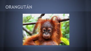 ORANGUTÁN
 