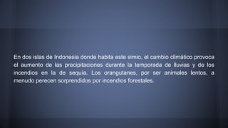 En dos islas de Indonesia donde habita este simio, el cambio climático provoca
el aumento de las precipitaciones durante la temporada de lluvias y de los
incendios en la de sequía. Los orangutanes, por ser animales lentos, a
menudo perecen sorprendidos por incendios forestales.
 