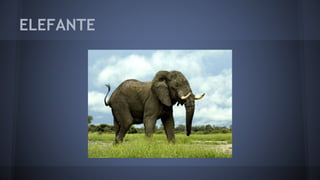 ELEFANTE
 