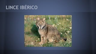 LINCE IBÉRICO
 