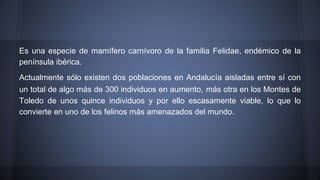 Es una especie de mamífero carnívoro de la familia Felidae, endémico de la
península ibérica.
Actualmente sólo existen dos poblaciones en Andalucía aisladas entre sí con
un total de algo más de 300 individuos en aumento, más otra en los Montes de
Toledo de unos quince individuos y por ello escasamente viable, lo que lo
convierte en uno de los felinos más amenazados del mundo.
 