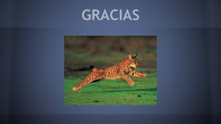 GRACIAS
 