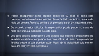 ★ Podría desaparecer como especie dentro de 50 años si, como está
previsto, continúan reduciéndose las placas de hielo del Ártico. La capa de
hielo del océano Ártico se derrite a un promedio de un 9% cada diez años.
★ De acuerdo a estos cálculos, la región ártica podría perder su masa de
hielo en verano a mediados de este siglo.
★ Los osos polares pertenecen a una especie que depende enteramente de
la existencia del mar congelado. Los osos utilizan el hielo como plataforma
flotante desde la cual pueden cazar focas. En la actualidad solo existen
entre 20.000 y 25.000 ejemplares.
 