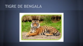 TIGRE DE BENGALA
 