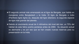 ★ El segundo animal más amenazado es el tigre de Bengala, que habita en
manglares entre Bangladesh y la India. El tigre de Bengala o indio
(Panthera tigris tigris) es, después del tigre siberiano, la segunda especie
de tigre más grande del planeta.
★ Debido al crecimiento anual de 4 milímetros del nivel del mar, un 70% del
hábitat de este felino podría perderse antes de 2060. Su situación actual
es alarmante y es por eso que se han creado nuevas reservas para su
preservación en la India.
 