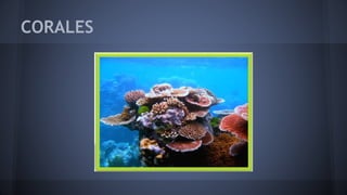 CORALES
 