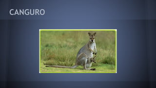 CANGURO
 