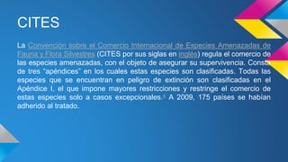 CITES
La Convención sobre el Comercio Internacional de Especies Amenazadas de
Fauna y Flora Silvestres (CITES por sus siglas en inglés) regula el comercio de
las especies amenazadas, con el objeto de asegurar su supervivencia. Consta
de tres “apéndices” en los cuales estas especies son clasificadas. Todas las
especies que se encuentran en peligro de extinción son clasificadas en el
Apéndice I, el que impone mayores restricciones y restringe el comercio de
estas especies solo a casos excepcionales.4 A 2009, 175 países se habían
adherido al tratado.
 