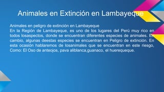 Animales en Extinción en Lambayeque
Animales en peligro de extinción en Lambayeque
En la Región de Lambayeque, es uno de los lugares del Perú muy rico en
todos losaspectos, donde se encuentran diferentes especies de animales. En
cambio, algunas deestas especies se encuentran en Peligro de extinción. En
esta ocasión hablaremos de losanimales que se encuentran en este riesgo,
Como: El Oso de anteojos, pava aliblanca,guanaco, el huerequeque.
 