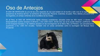 Oso de Anteojos
El OSO DE ANTEOJOS es una de las ocho especies de oso que existen en el mundo y sólo vive en la región andino
amazónica de América del Sur, en territorios de Venezuela, Panamá, Colombia, Ecuador, Perú, Bolivia y la zona norte
de Argentina, en ambas vertientes de la Cordillera de los Andes.
En el Perú, el OSO DE ANTEOJOS habita diversos ecosistemas ubicados entre los 500 msnm, a donde baja
temporalmente cuando escasea el alimento, y los 4,500 msnm, donde rara vez se le puede observar, prefiriendo vivir
en los bosques húmedos y de neblinas situados en las ecorregiones de la Selva Alta y el Páramo, con precipitaciones
superiores a los 1,000 mm anuales. También vive en zonas semiáridas como la ecorregión del Bosque Seco
Ecuatorial.
 