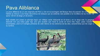 Pava Aliblanca
La pava aliblanca es un ave originaria del Perú y vive en la ecorregión del Bosque Seco Ecuatorial. Sin embargo, su
hábitat se reduce a una franja discontinua de bosques que se extiende casi paralela a la Cordillera de los Andes, de
aprox 120 km de largo y 5 de ancho.
Esta esbelta ave posee un plumaje negro con reflejos verde iridiscente en el dorso y en su larga cola, la garganta
desnuda con una bolsa gular roja, pico gris azulado que hacia la punta se torna más negro, patas rosadas a
anaranjadas y de 8 a 9 remiges primarias de color blanco en los extremos de las alas, característica que dio origen a
su nombre.
 