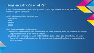 Fauna en extinción en el Perú
Nuestro país cuenta con una fauna muy variada que incluye miles de especies, muchas de ellas
endémicas y poco conocidas.
Los principales grupos de especies son:
mamíferos
aves
anfibios
peces
Estas especies pueden clasificarse en :
Domésticos: Se encuentran bajo en control de los seres humanos, entre los cuales se encuentran
algunos mamíferos, aves, peces e insectos.
Silvestres: Son animales que viven en forma libre y que no están bajo en control de los seres
humanos. Los animales dependen del medio ambiente especialmente de la vegetación y de
otros animales.
 
