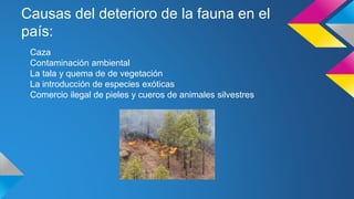Causas del deterioro de la fauna en el
país:
Caza
Contaminación ambiental
La tala y quema de de vegetación
La introducción de especies exóticas
Comercio ilegal de pieles y cueros de animales silvestres
 